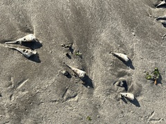 Hyporhamphus