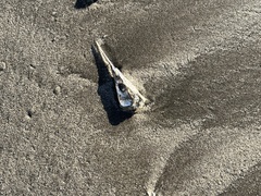 Hyporhamphus