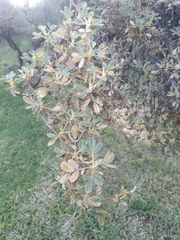 Polylepis triacontandra