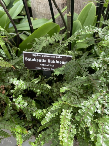 Satakentia liukiuensis iNat (3)
