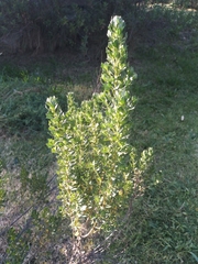 Baccharis tola
