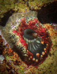 Bunodosoma californica