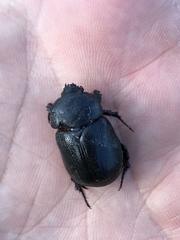 Pentodon bidens punctatus