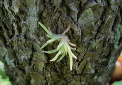 Tillandsia recurvata