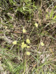 Lomatium cookii