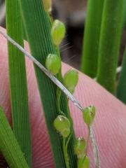 Dichanthelium perlongum