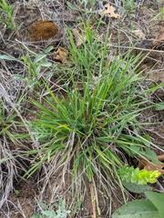 Dichanthelium perlongum