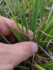 Dichanthelium perlongum