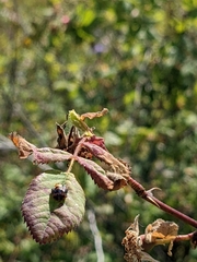 Murgantia histrionica