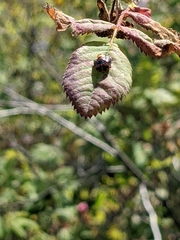 Murgantia histrionica