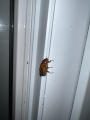 Phyllophaga
