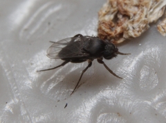 Metopininae