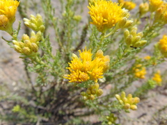 Isocoma hartwegii