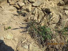 Koeleria askoldensis