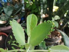 Kalanchoe laetivirens