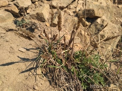 Koeleria askoldensis