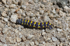 Pontia sisymbrii