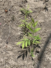 Magnoliopsida
