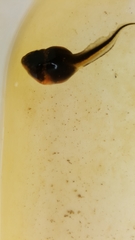 Lithobates heckscheri