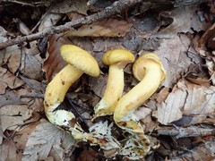 Suillus subaureus