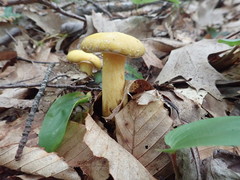 Suillus subaureus
