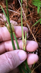 Sisyrinchium elizabethiae