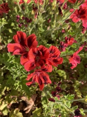 Pelargonium