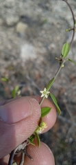 Metastelma lanceolatum