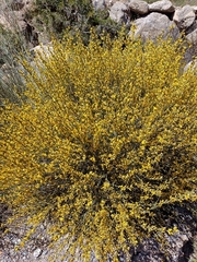 Genista spartioides