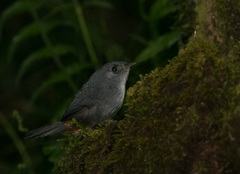 Scytalopus petrophilus