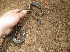 Masticophis lateralis euryxanthus