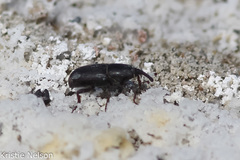 Scyphophorus