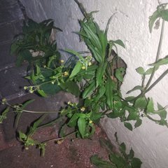 Galinsoga parviflora