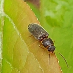 Tetralimonius nimbatus