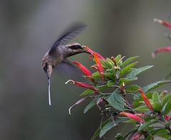 Phaethornis eurynome