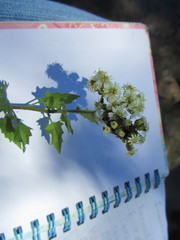 Microglossa mespilifolia