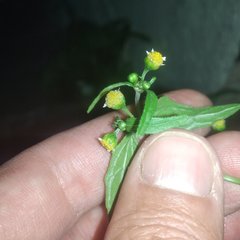 Galinsoga parviflora