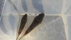 Torquigener flavimaculosus