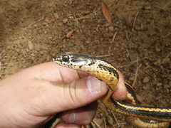 Masticophis lateralis euryxanthus