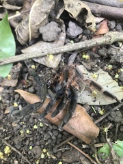Psalmopoeus victori