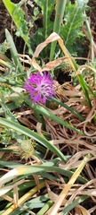 Centaurea seridis sonchifolia