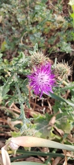 Centaurea seridis sonchifolia