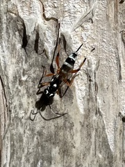 Xanthocryptus novozealandicus