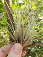 Tillandsia × floridana