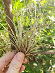 Tillandsia × floridana