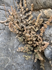 Myriopteris parryi