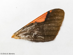 Sphacelodes vulneraria