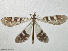 Millerleon subdolus