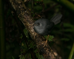 Scytalopus petrophilus