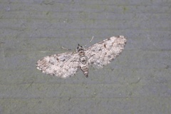 Eupithecia graefii